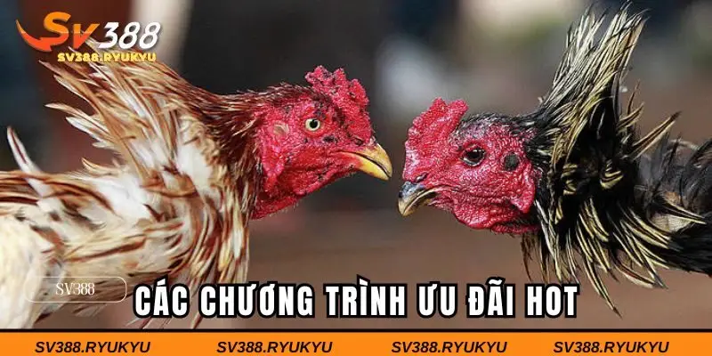 Các chương trình ưu đãi hot